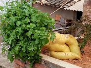 雲南農民種出巨型白蘿卜