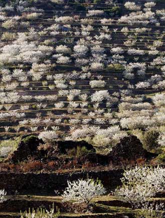 全球多地迎來絢爛櫻花季 美景如畫