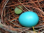 南京紫金山发现蓝色鸟蛋