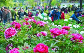 牡丹爭艷遊人眾