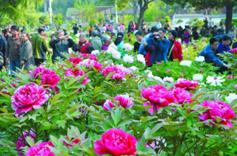 牡丹爭艷遊人眾