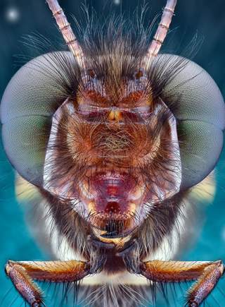 昆蟲大頭照展現驚人細節:蒼蠅全身剛毛覆蓋