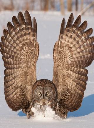 攝影師直擊貓頭鷹捕鼠精彩瞬間