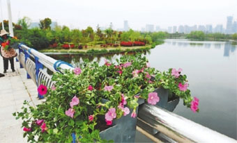 立體綠化添“靚點”