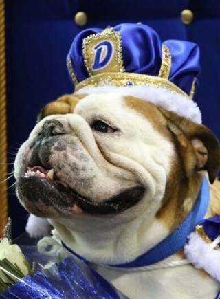 美鬥牛犬靠流口水形象獲得“選美大賽”冠軍