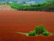 湖北宜昌浮萍泛滥 水塘犹如铺上红地毯