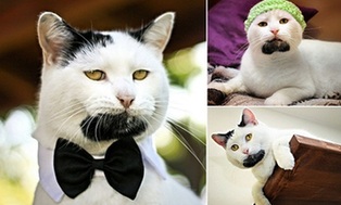 貓咪長"山羊胡" 似"絕命毒師"