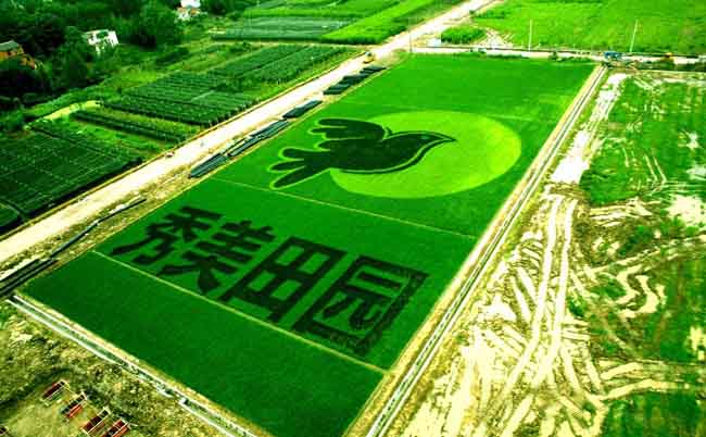 安徽庐江:彩色稻绘就"秀美田园"
