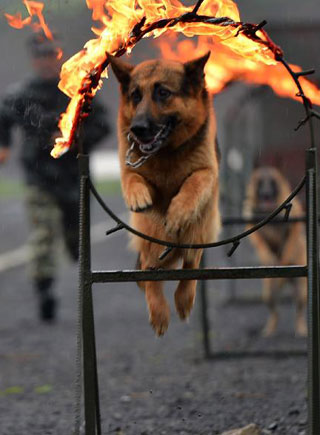 神犬奇兵