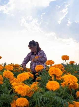 上山採&ldquo;黃金&rdquo; 花農笑顏開
