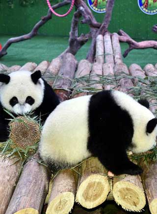 大熊猫三胞胎一周岁
