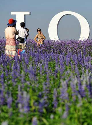 大漠中的紫色浪漫