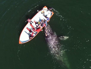 游客乘船偶遇灰鲸群