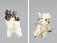 德攝影師抓拍寵物狗自由落體瞬間