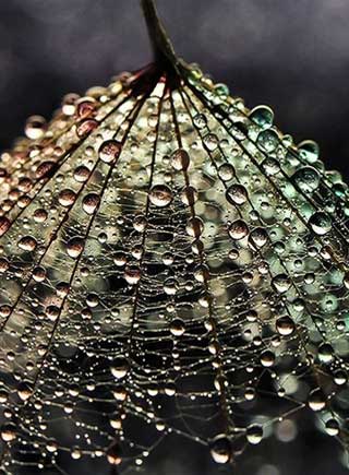 攝影師別出心裁 呈現微距水滴