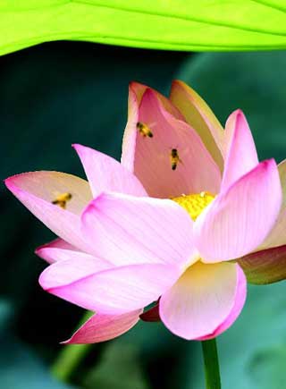 映日荷花別樣紅