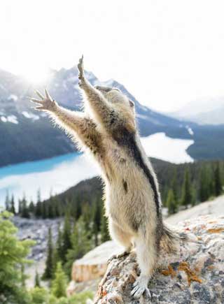 攝影師捕捉小松鼠擁抱大自然逗樂瞬間