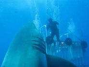 潛水員遇大白鯊與其親密&ldquo;握手&rdquo;