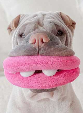 沙皮狗滑稽打扮 可愛模樣走紅網絡