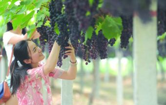 合肥:鄉村遊轉型升級