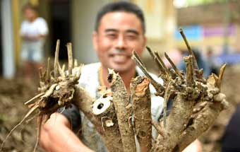 亳州：金秋藥農收藥忙