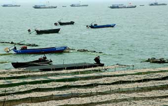 巢湖毛魚喜豐收 漁民笑開顏