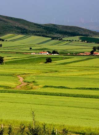 壩上八月好風光