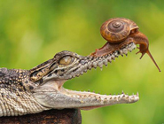 大膽蝸牛將頭伸進鱷魚口中探視