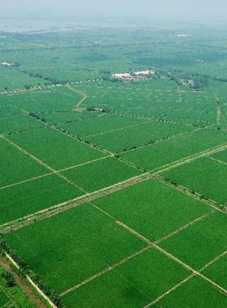 鄱陽田園風光美