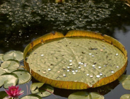 觀賞蓮被遊客砸成&ldquo;馬蜂窩&rdquo;