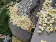 貨車傾翻 數萬只小雞遭哄搶