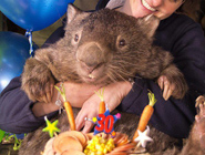 最年長袋熊30歲仍單身