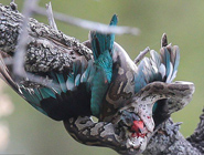 南非國家公園上演巨蟒秒殺獵物