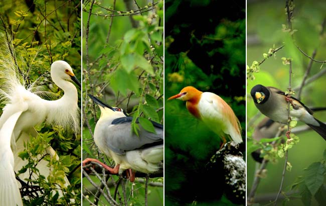 長豐杜集鳥島：鳥類的天堂（高清組圖）