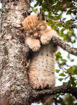 挪威小山貓樹上睡覺可愛至極