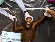 泰國將14只猩猩遣返回印尼