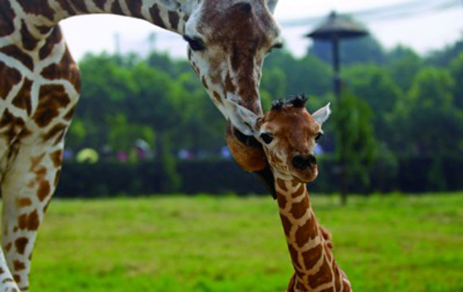 首只&ldquo;合肥籍&rdquo;長頸鹿迎客