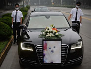 上海現豪華寵物葬禮