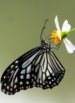 秋日&ldquo;蝶戀花&rdquo;
