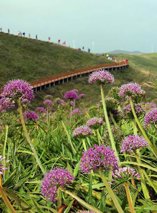 貴州韭菜坪韭菜花開醉遊人