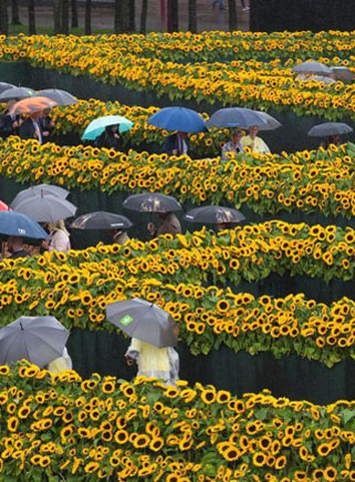 荷蘭12萬朵向日葵打造金色迷宮 吸引大批遊客