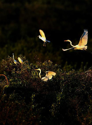 菩提島上白鷺飛