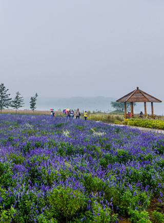 合肥半島花博園開園