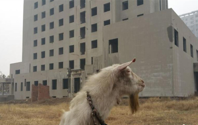 晉州市農信社辦公樓荒廢十年 淪為“養殖場”