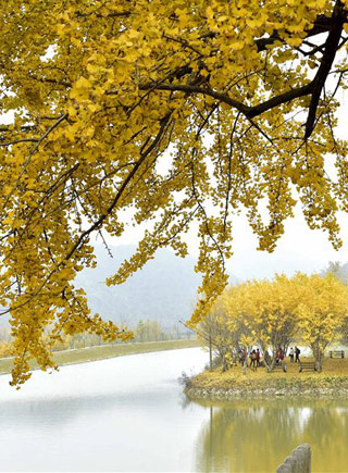 湖北随州银杏谷:银杏美景入画来