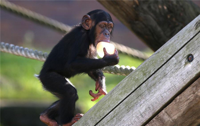 悉尼迎高溫天氣 小猩猩吃冰塊消暑呆萌