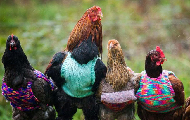 英国家鸡纷纷穿上了手织套头衫过冬