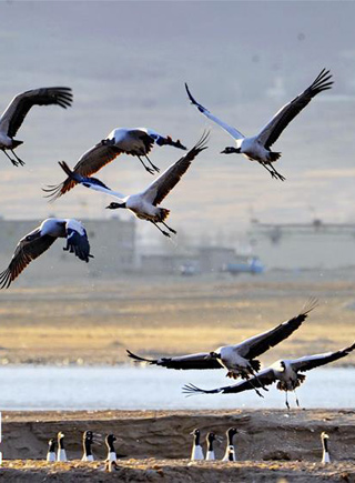 黑頸鶴翔舞在雪域高原