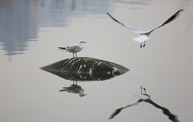 合肥濱湖塘西河冬韻