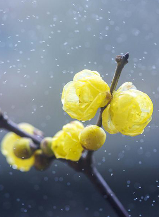 臘梅飄香冬雨中